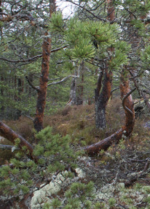 Tall i Skärmarboda