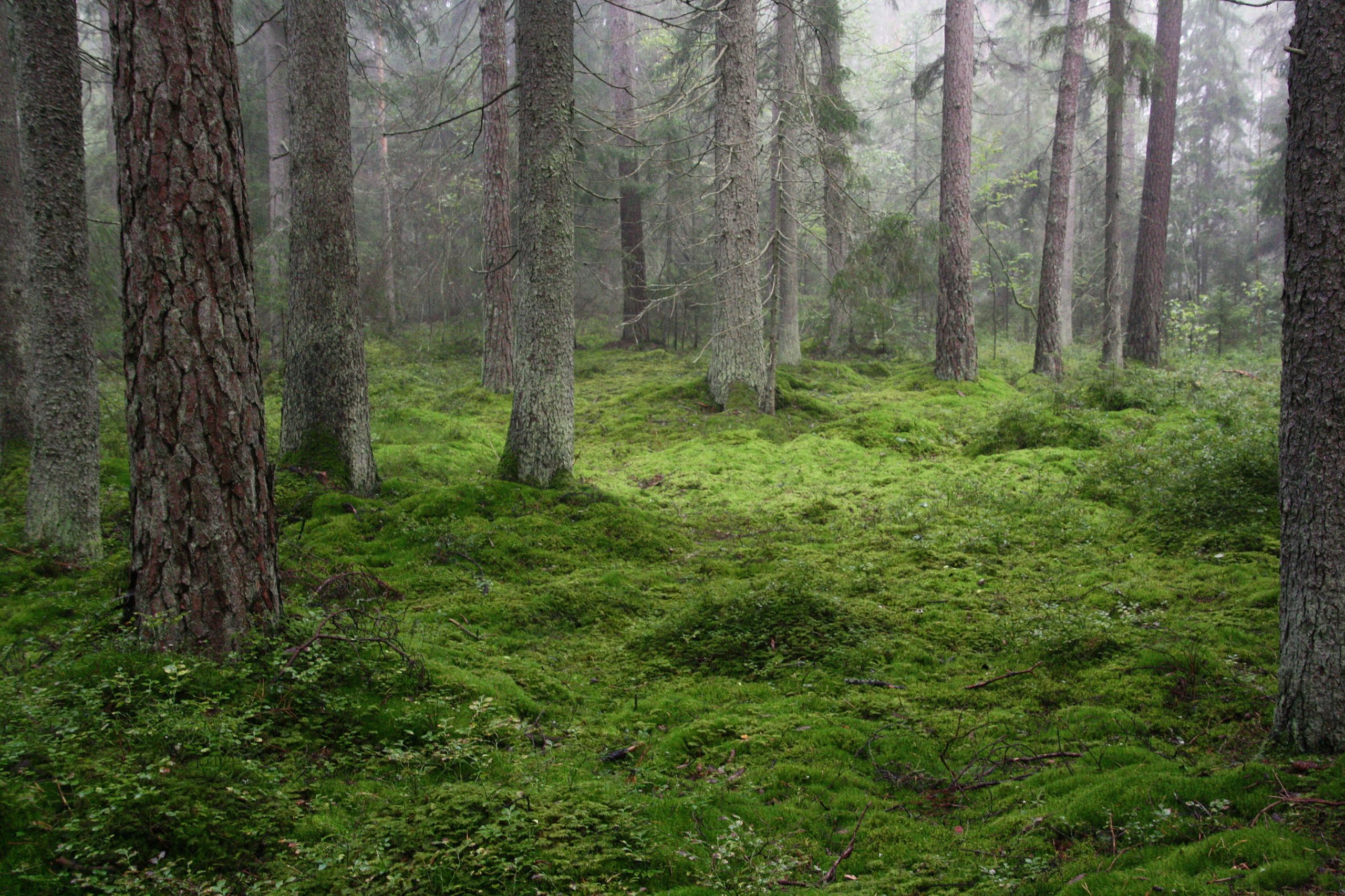 Mossa och träd i Sörbyskogen